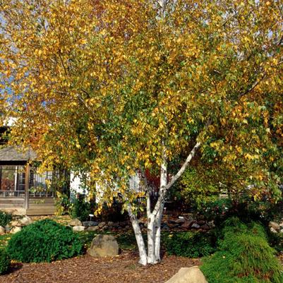 Betula populifolia Whitespire