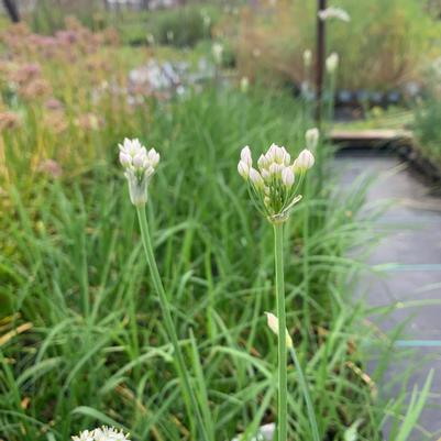 Allium tuberosum 