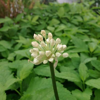 Allium triccocum 