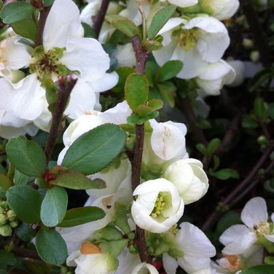 Chaenomeles x superba Jet Trail