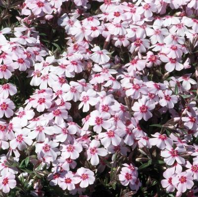 Phlox subulata Coral Eye