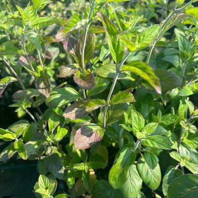 Pycnanthemum incanum 