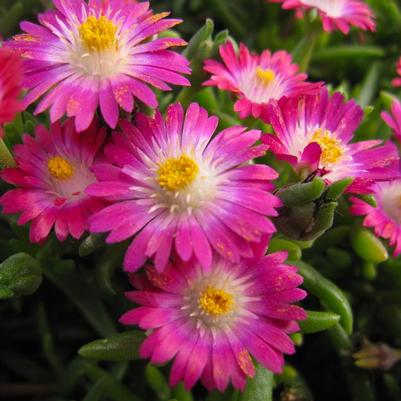 Delosperma cooperi Jewel of the Desert DSAM13-1