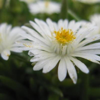 Delosperma cooperi Jewel of the Desert Moon Stone