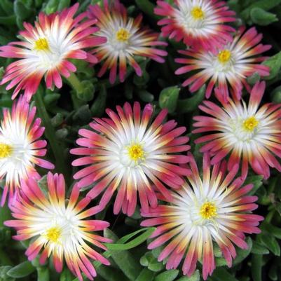 Delosperma cooperi Jewel of the Desert Jewel of the Desert Ruby