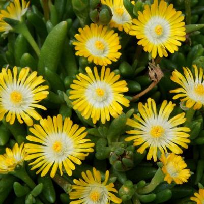 Delosperma cooperi Jewel of the Desert Peridot
