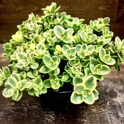 Sedum x Lime Twister