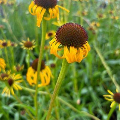 Echinacea paradoxa 