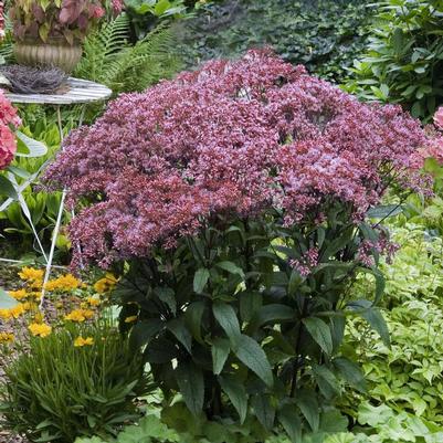 Eupatorium dubium Baby Joe