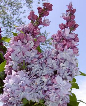 Syringa x vulgaris Katherine Havemeyer