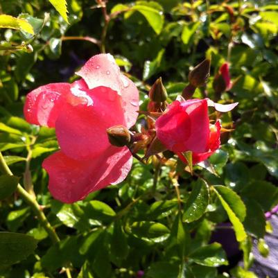 Rosa Flower Carpet™ NOAla