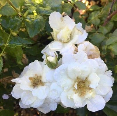 Rosa NOAschnee