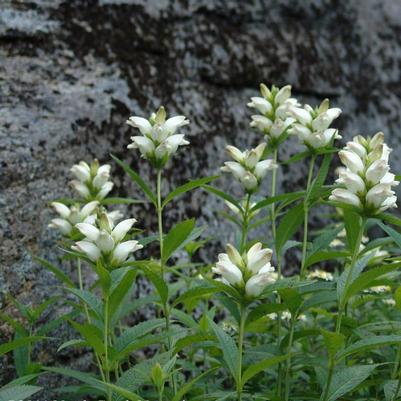 Chelone glabra 