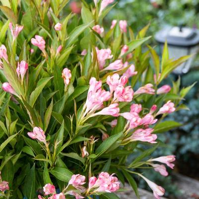 Weigela x Slingpink