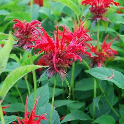 Monarda Jacob Cline