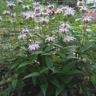 Monarda bradburiana 