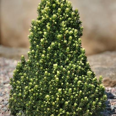 Picea glauca Pixie Dust