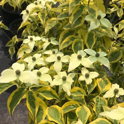 Cornus kousa Summer Gold