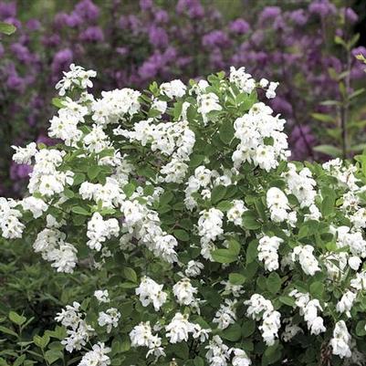Exochorda x racemosa Snow Mountain