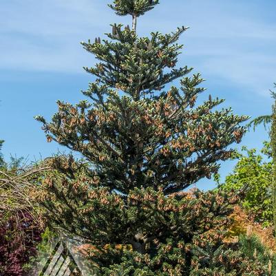 Abies koreana Silver Show