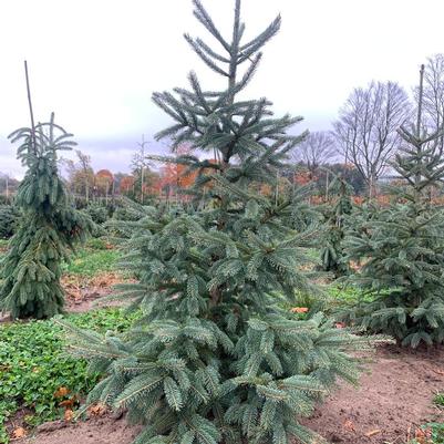 Picea glauca var. densata Westervelt