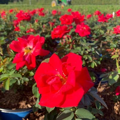 Rosa Bloomin' Easy® VLR13003