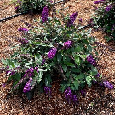 Buddleia x Bloomin' Easy® PODvb9-15