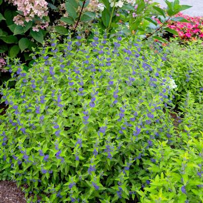 Caryopteris x clandonensis Minigold