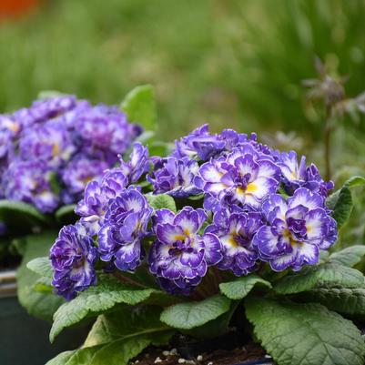 Primula vulgaris Belarina® Blue Ripples