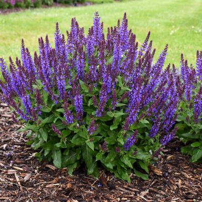 Salvia nemorosa Violet Profusion