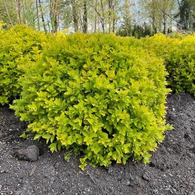 Spiraea japonica Golden select