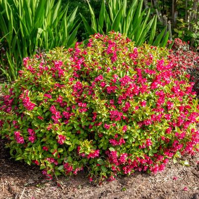 Weigela x WOF/R
