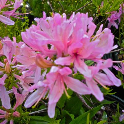 Azalea Western Lights