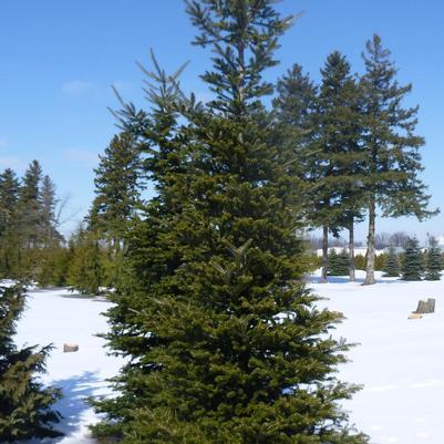 Abies koreana 