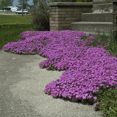 Phlox subulata Red Wing (Moss Phlox)