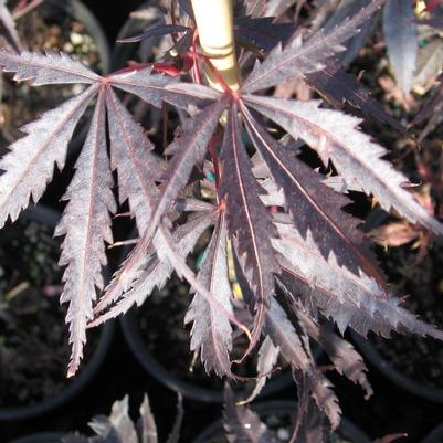 Acer palmatum Burgundy Lace