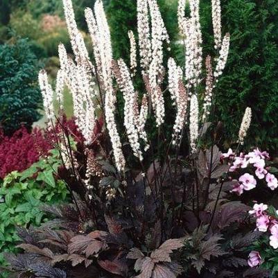 Cimicifuga ramosa Atropurpurea