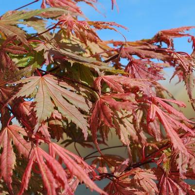 Acer palmatum Ariadne