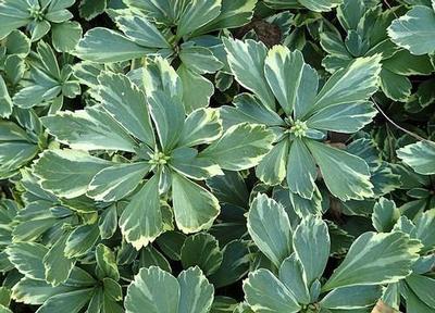 Pachysandra terminalis Silver Edge