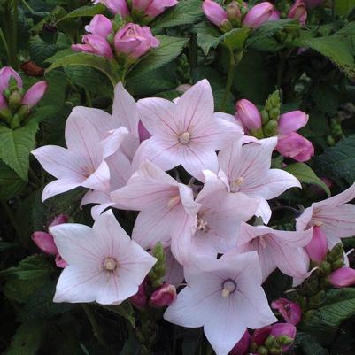 Platycodon grandiflorus Astra Pink