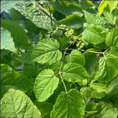Aralia racemosa 