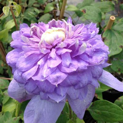 Clematis Vanso