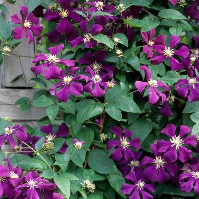 Clematis Etoile Violette