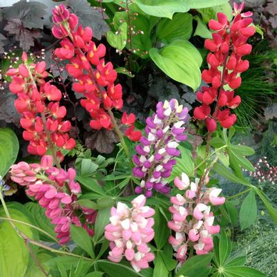 Lupinus polyphyllus Gallery