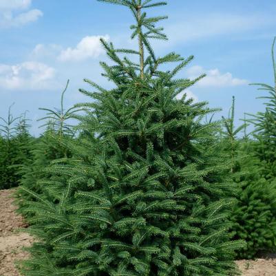Picea glauca Densata