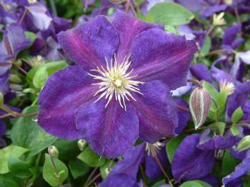 Clematis Jackmanii Superba (Clematis)