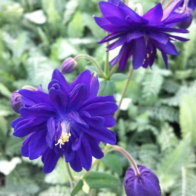 Aquilegia vulgaris Blue Barlow