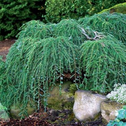 Tsuga canadensis Cole's Prostrata