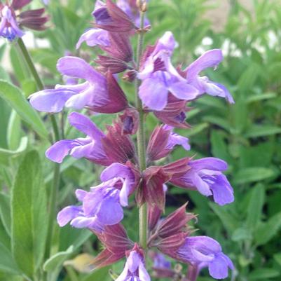 Salvia officinalis 