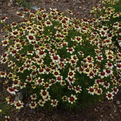 Coreopsis verticillata Red Hot Vanilla